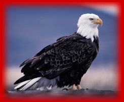 American TLC - Steel Stair & Railing Design